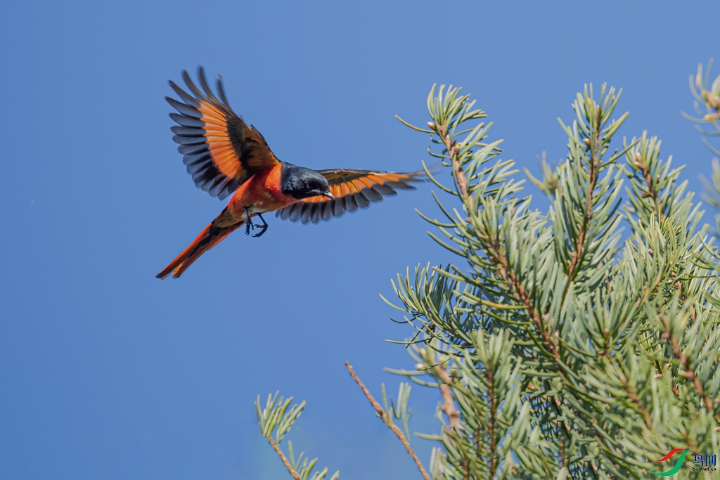 DSC_2763a.jpg