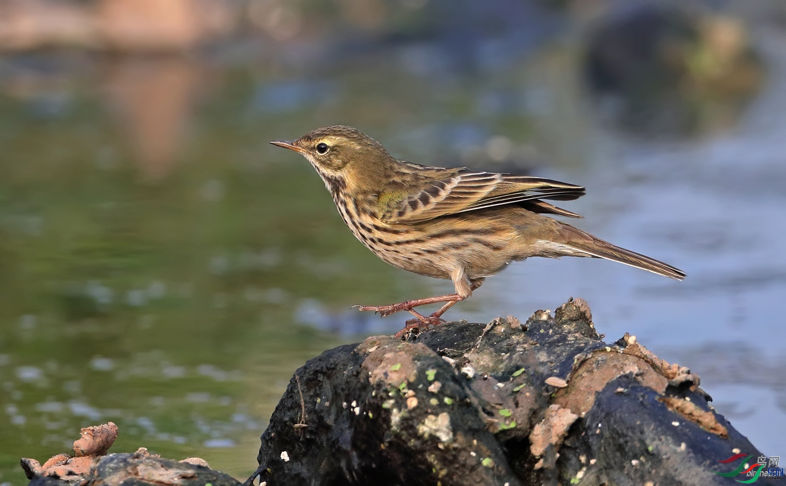 �ϳ�����  ��ʦ�������Ĵ�ʡ�ϳ���.jpg