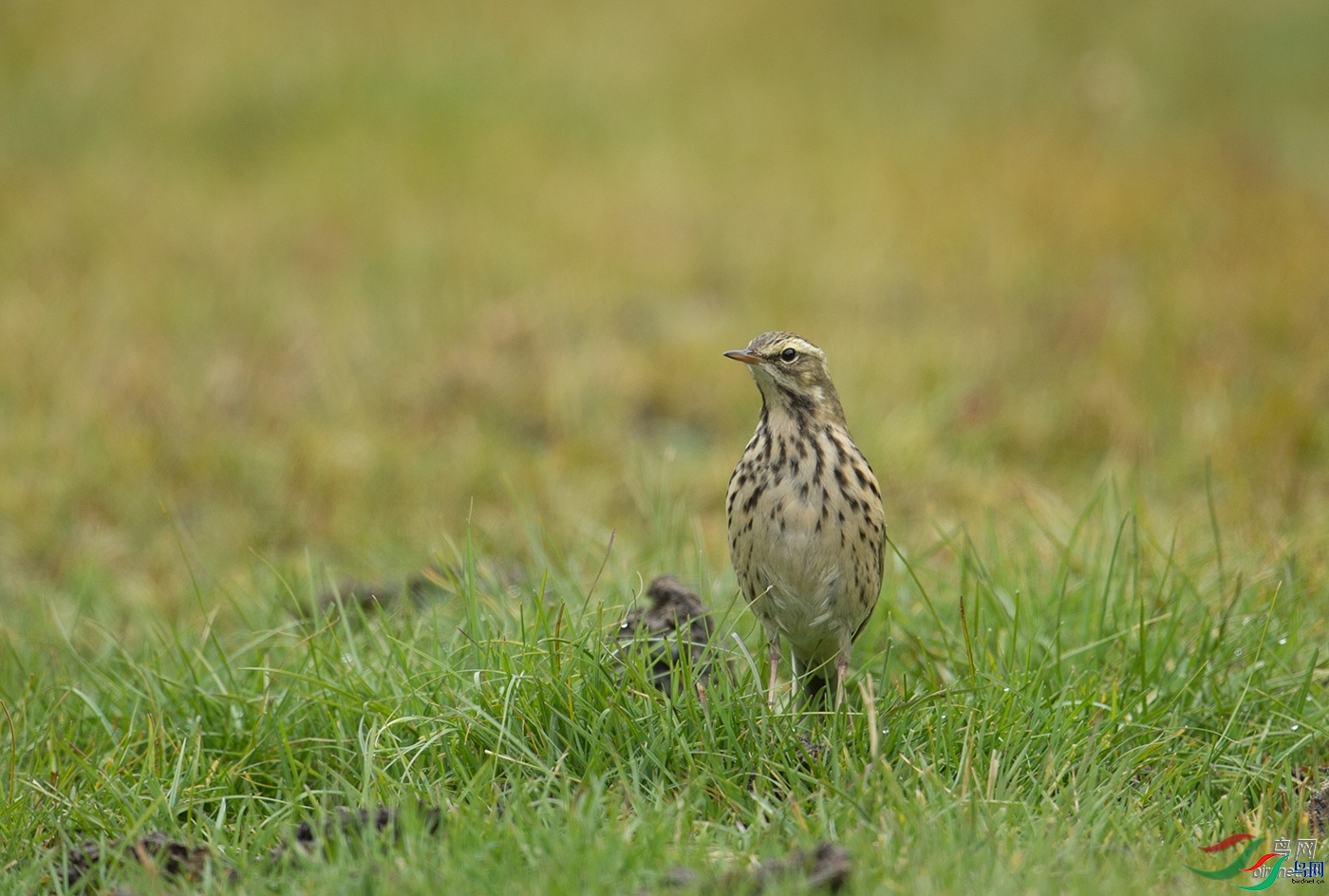 ֪������  ��ʦ�������Ĵ�ʡ���β��������ݿ�����.jpg