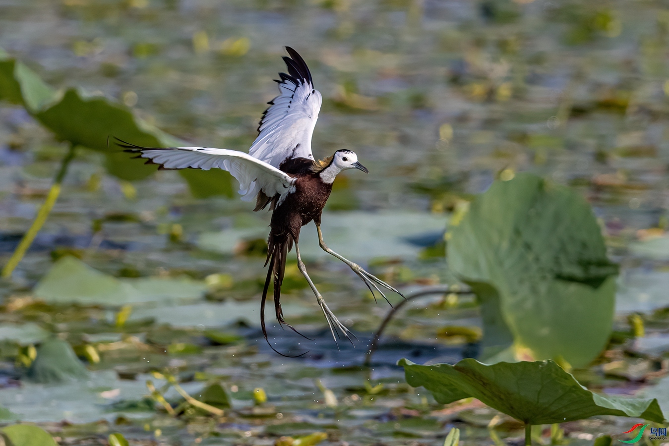 274A1336 ����_����.jpg