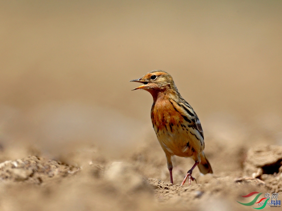 �����  ��ʦ������ɽ��ʡΫ���в�����.jpg