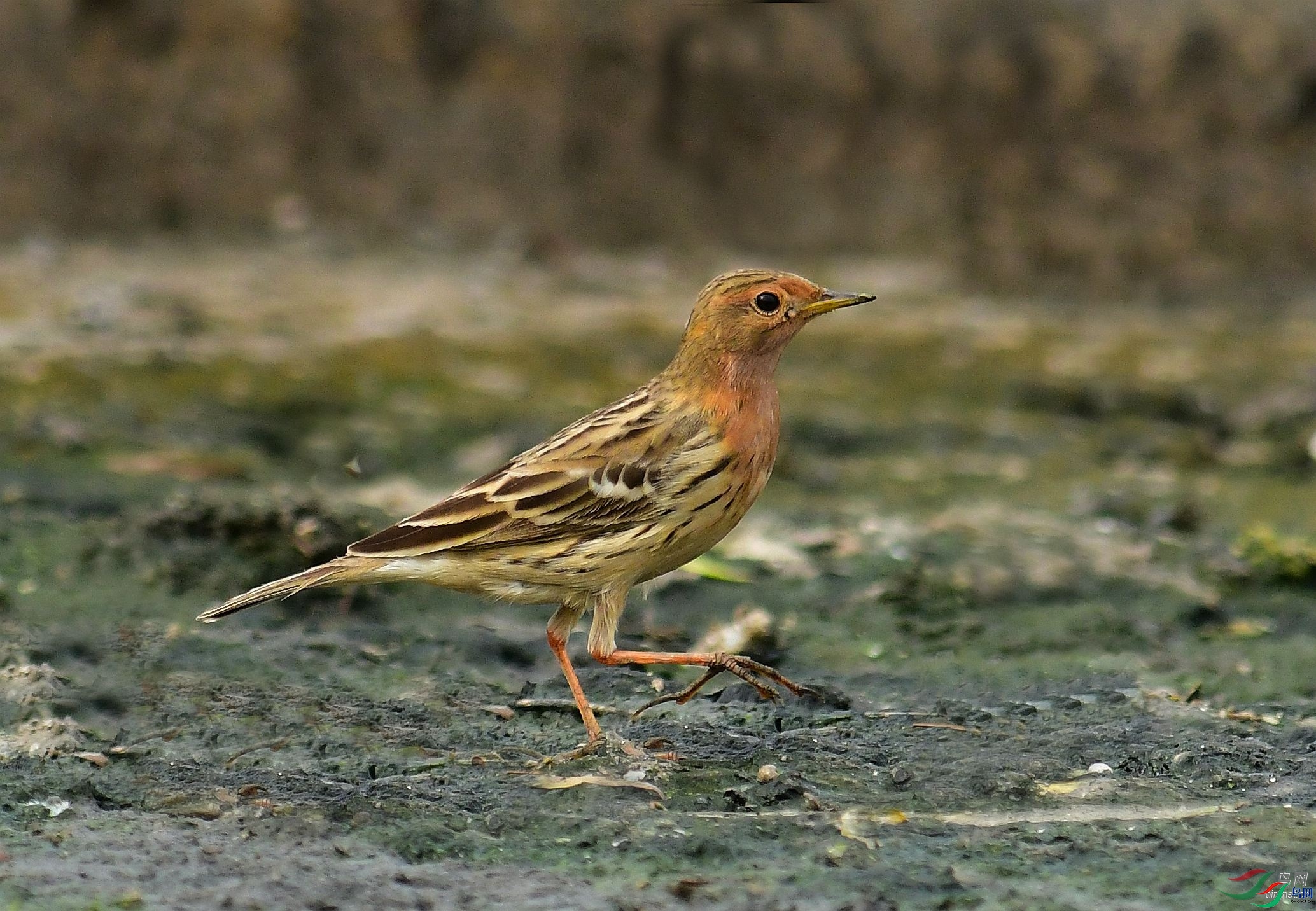 �ϵ�  ��ʦ�����ڱ����к�����.jpg