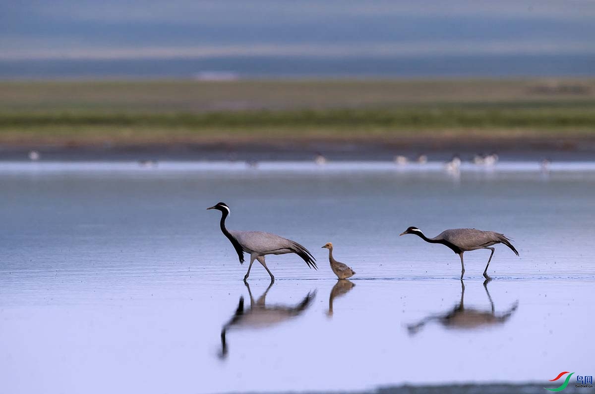 _DSC1731 - ����.jpg-.jpg