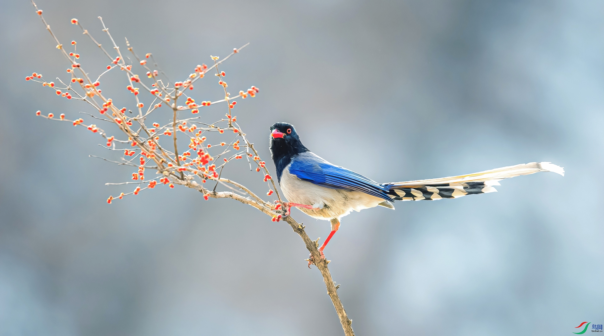 _DSC5429==2w.jpg