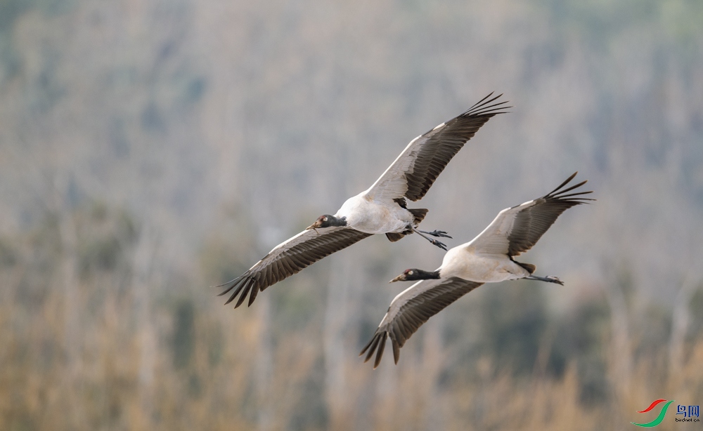 DSC_6393_1.jpg