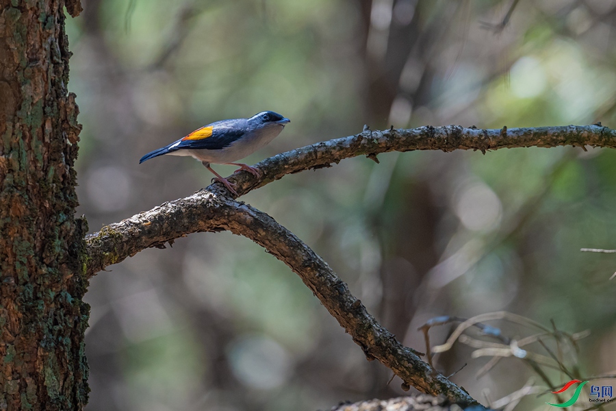 DSC_2218a.jpg