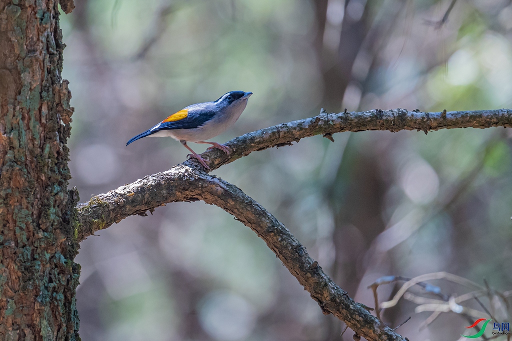 DSC_2224a.jpg