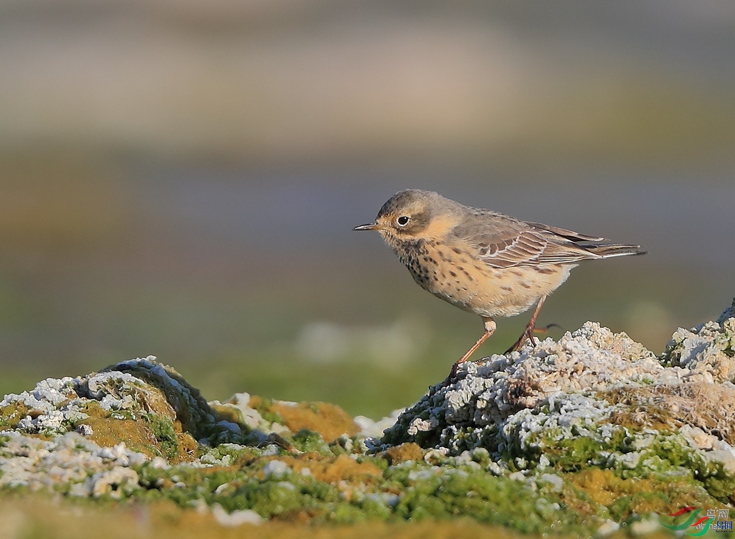 �ǲ�  ��ʦ�����ںӱ�ʡʯ��ׯ�о�����.jpg