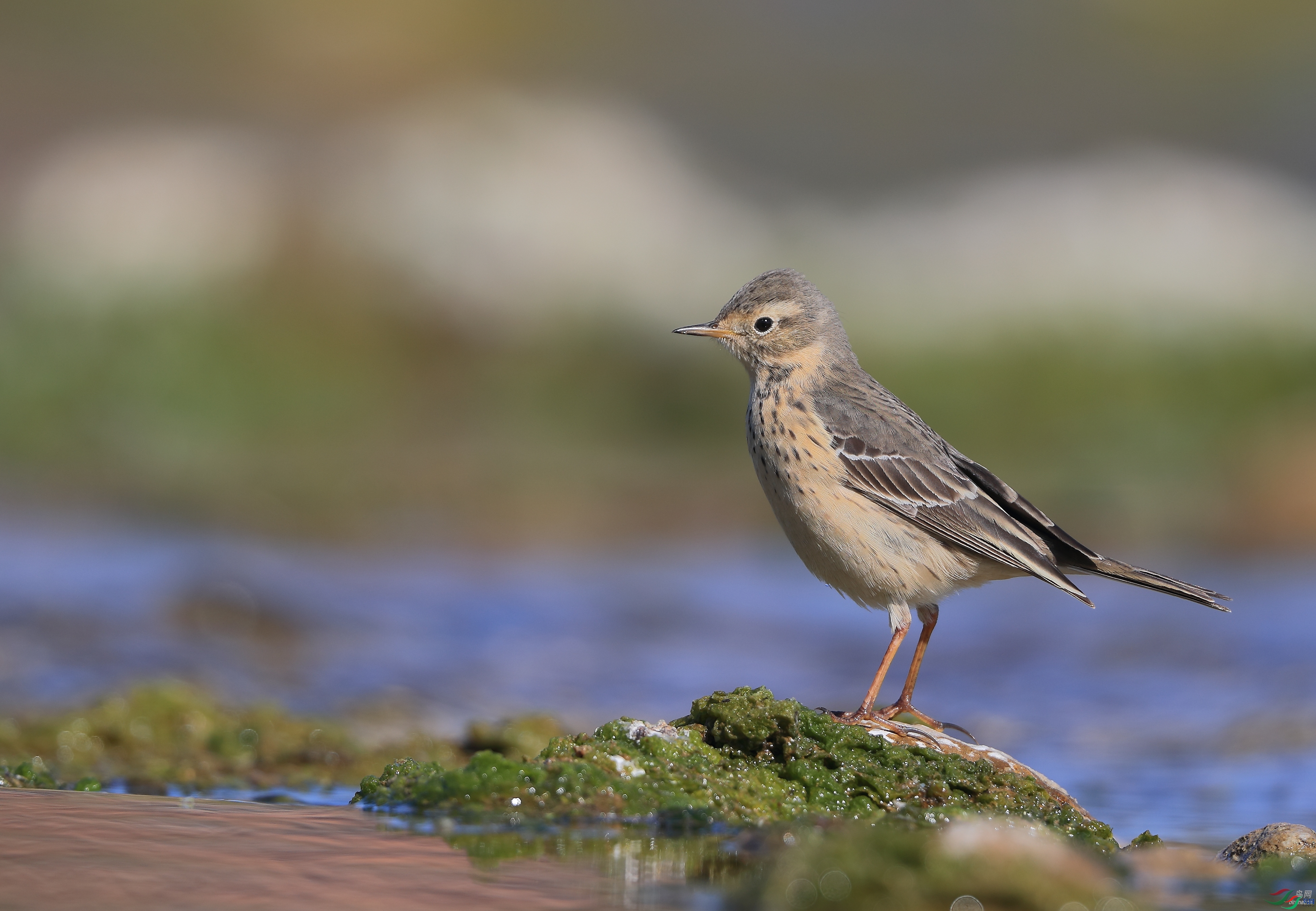 �ǲ�  ��ʦ�����ںӱ�ʡʯ��ׯ�о�����1.jpg