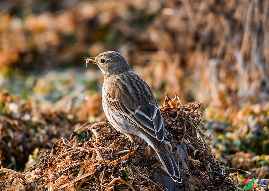 ����  ��ʦ�����ںӱ�ʡʯ��ׯ�о�����.jpg