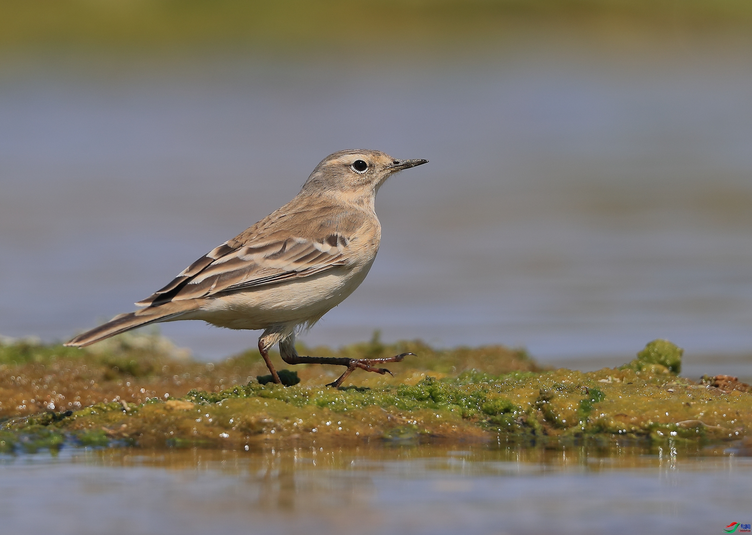 �ǲ�  ��ʦ�����ںӱ�ʡʯ��ׯ�о�����.jpg