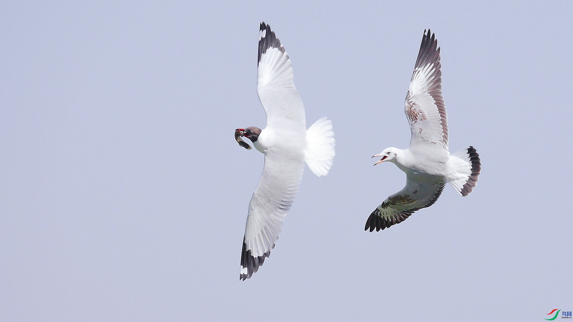 2022009.��ɫ��ճ�����ƮƮ����׷���ʳ�Ļ���