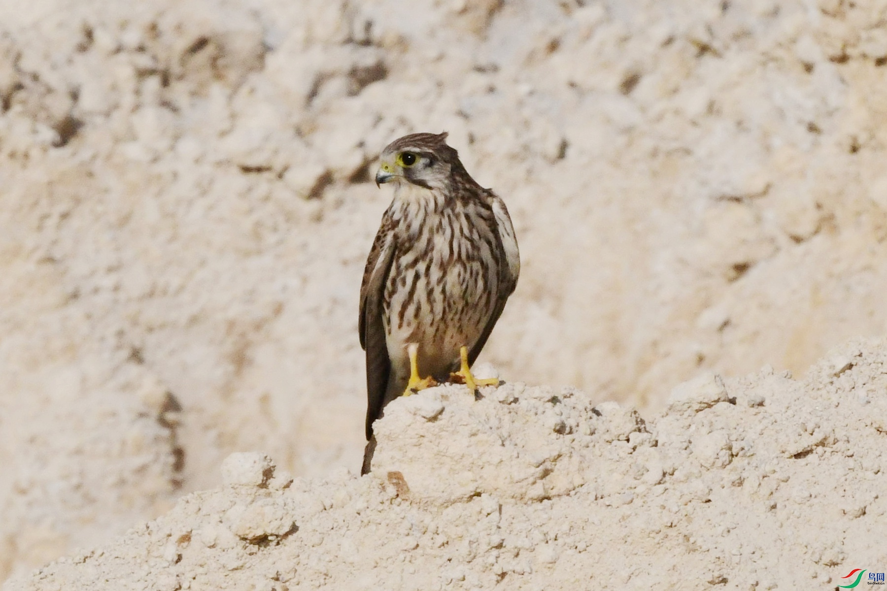 DSC_2371_����000�㶫.jpg