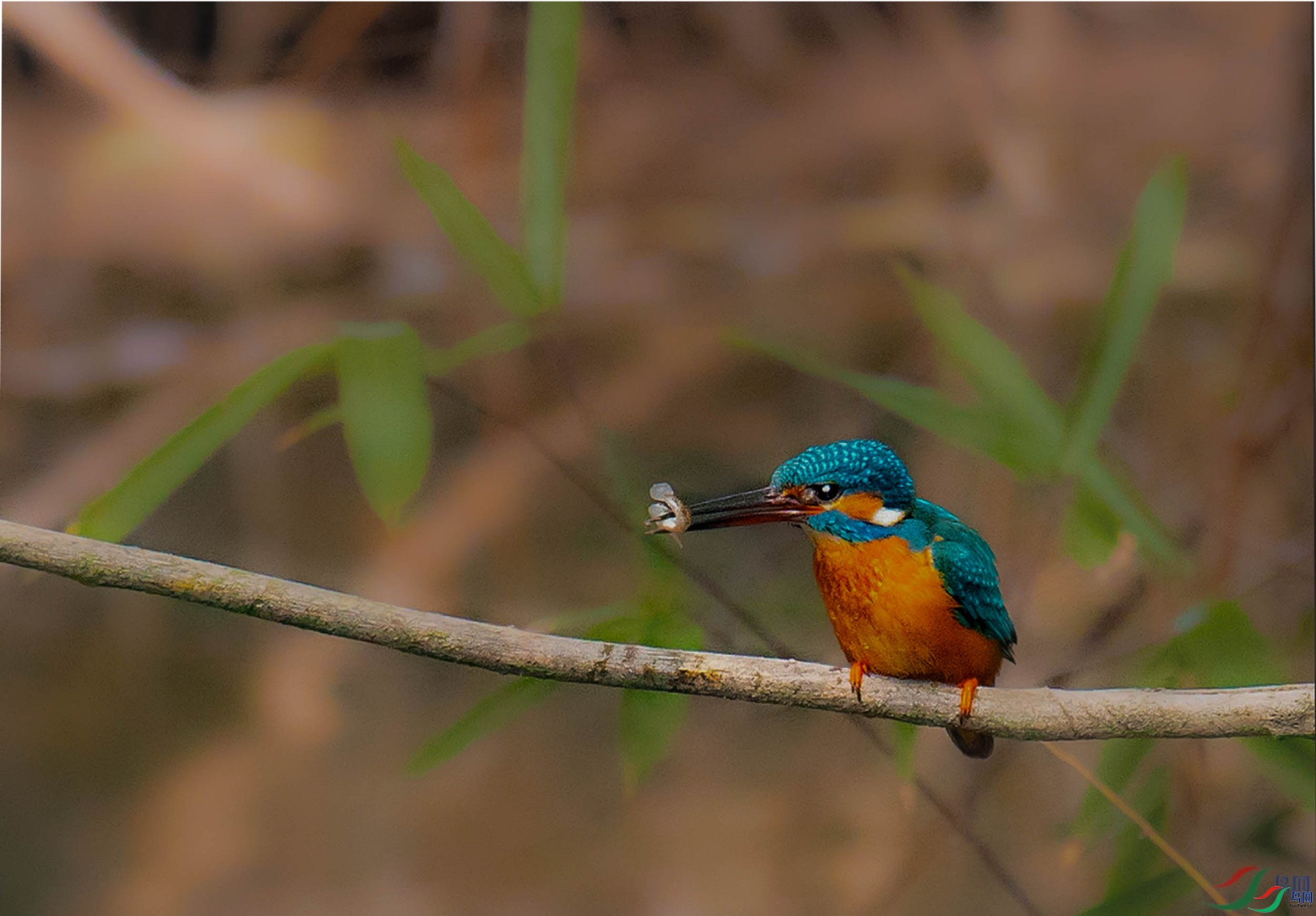 �������Ժ��