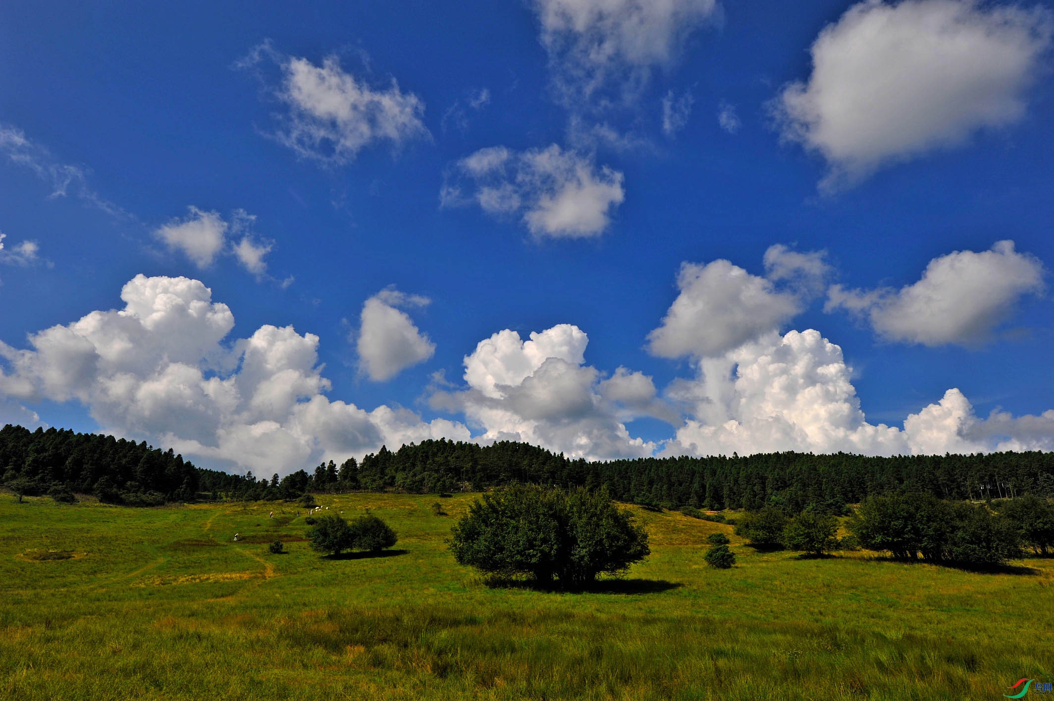 DSC_6597 - ����.JPG