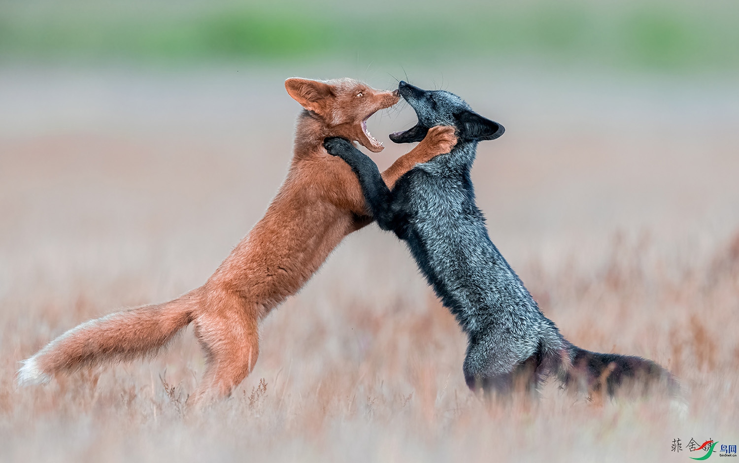 FOX'S playing1500.jpg
