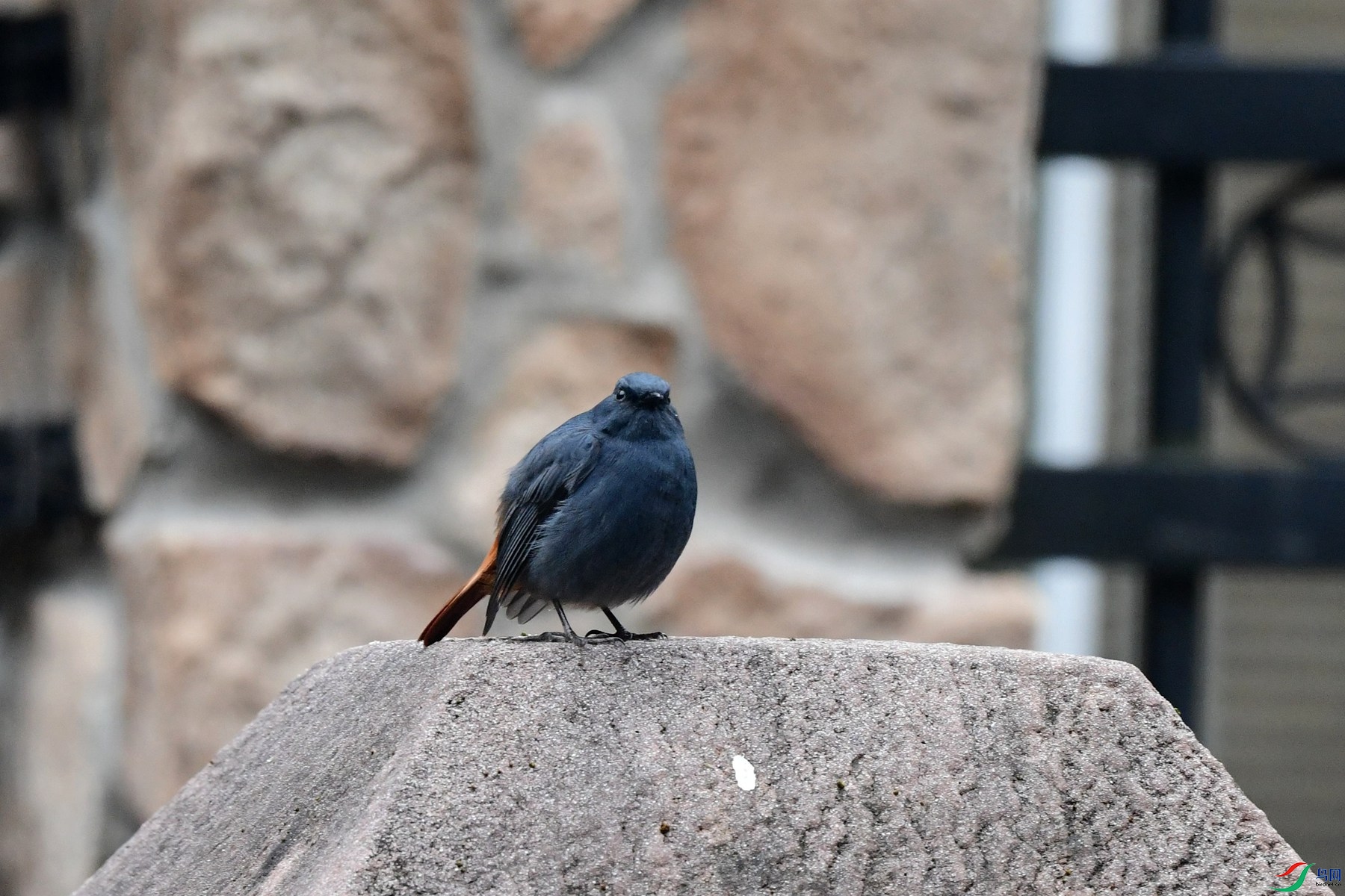 DSC_8330_����.jpg����.jpg
