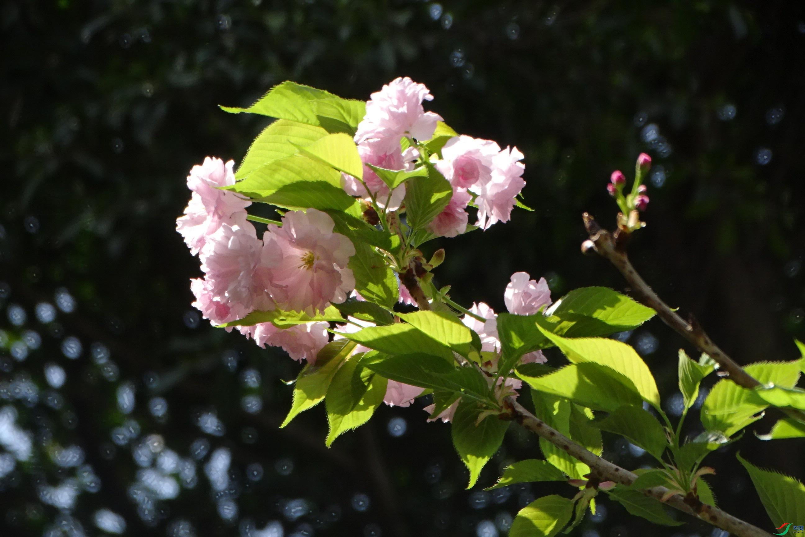 DSC09544_���ٿ�ͼ.jpg