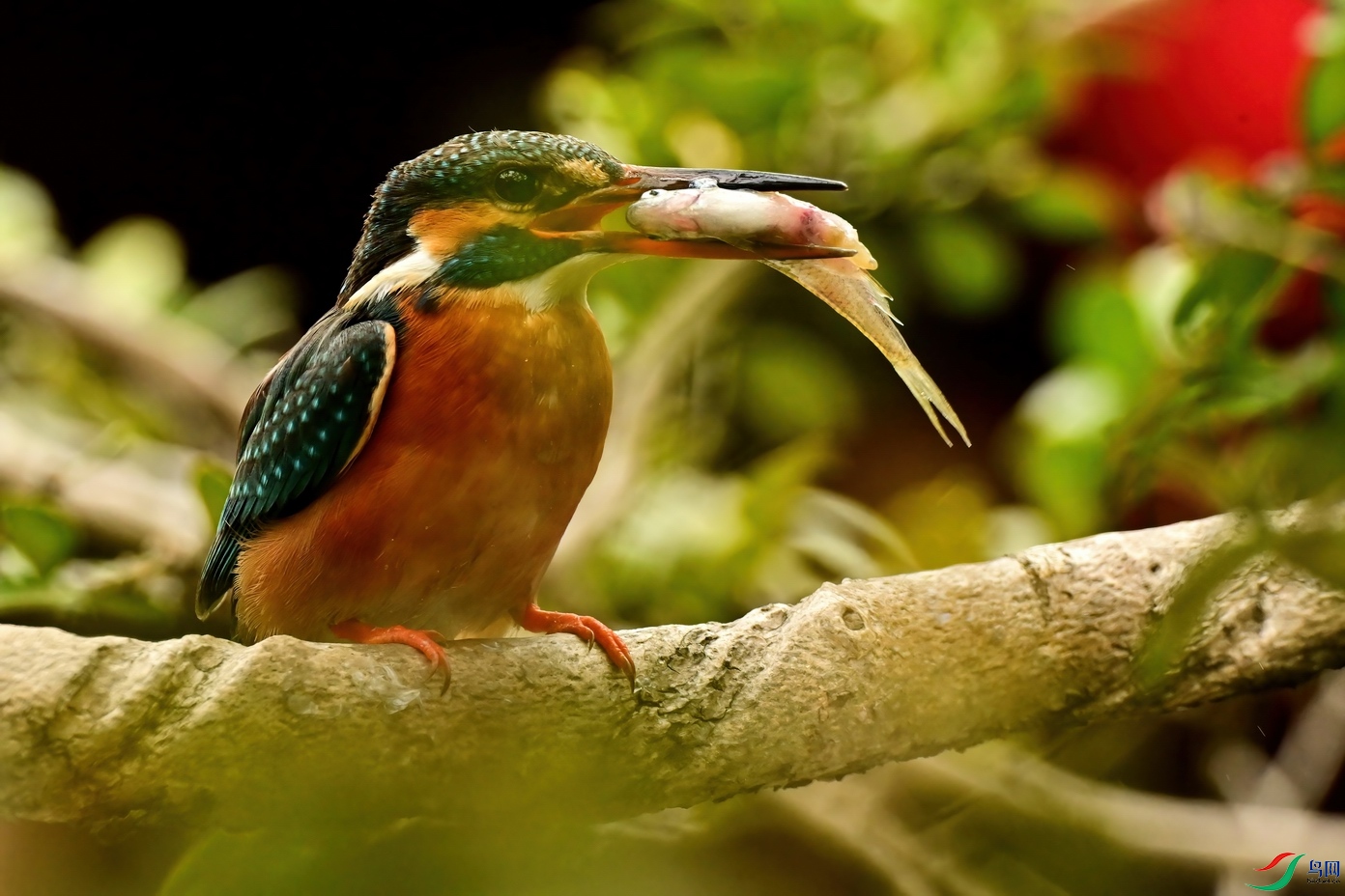 DSC_4243-Del.jpg