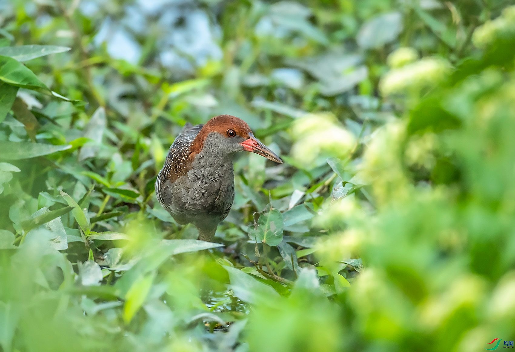 DSC_5471.jpg