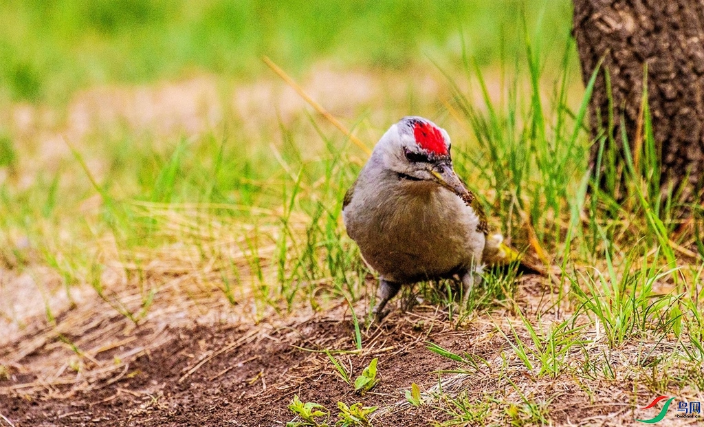 ��ʳ���� (3).jpg