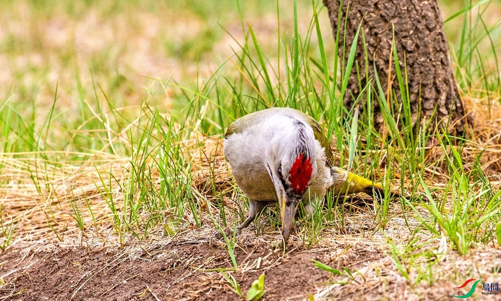 ��ʳ���� (2).jpg