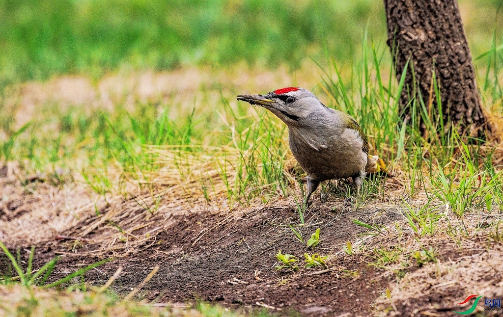 ��ʳ���� (1).jpg