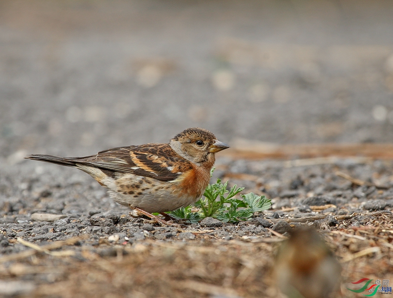 ��ɽ��ʿ  ��ʦ����������ʡ������.jpg