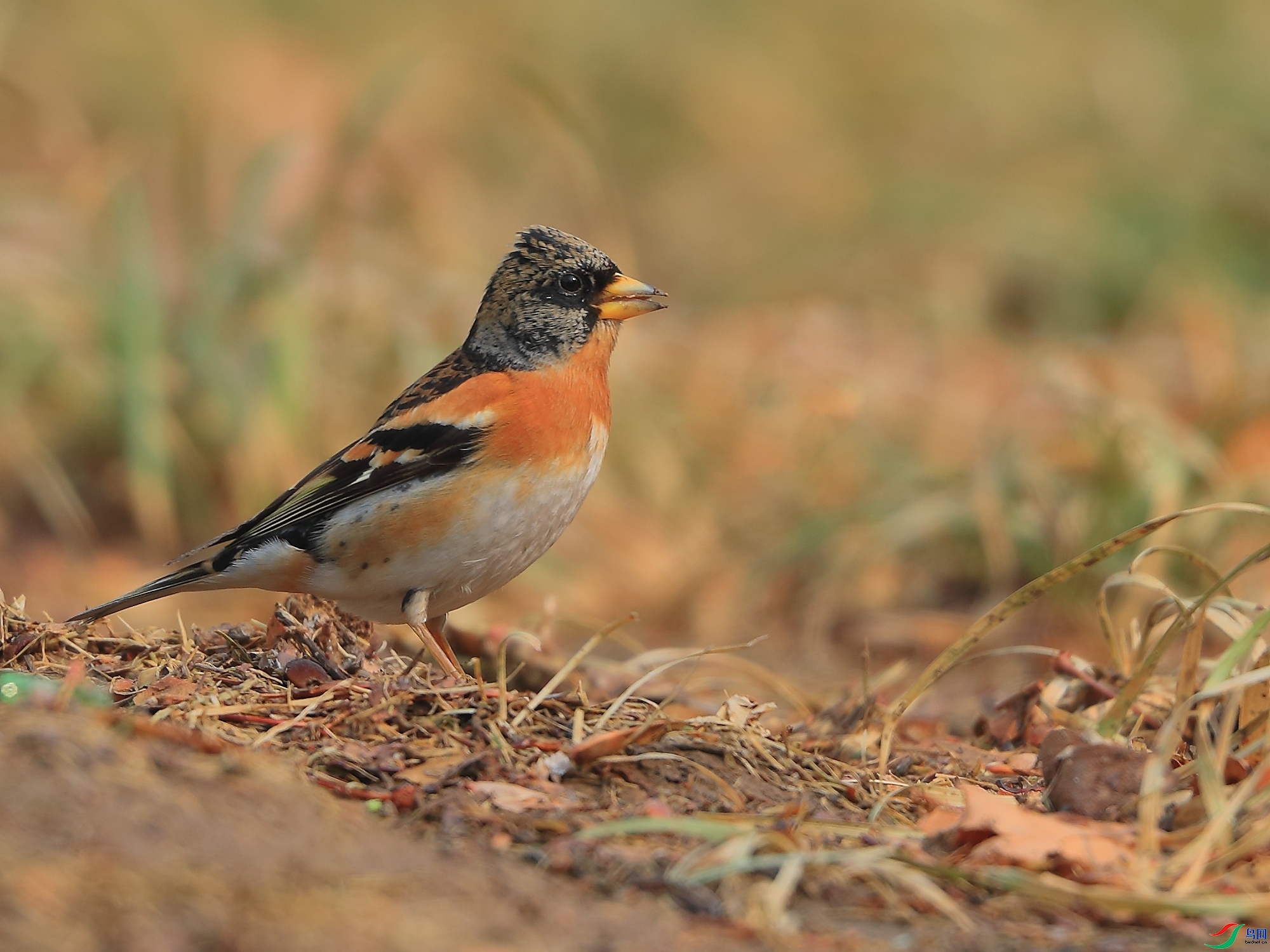 �ǲ�  ��ʦ�����ںӱ�ʡʯ��ׯ��.jpg