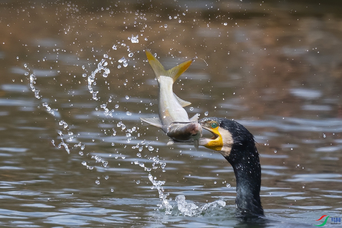 _DSC6463-1w1200.jpg