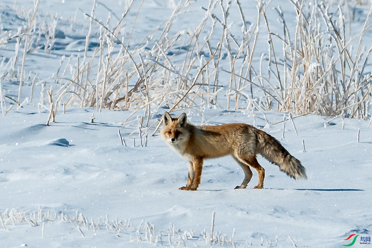 DSC_0334.jpg