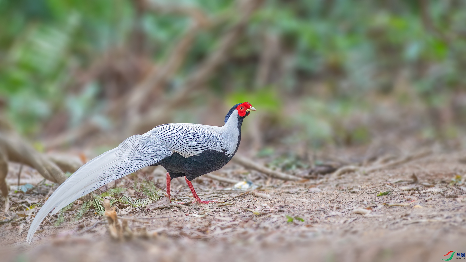 DSC_6960.jpg