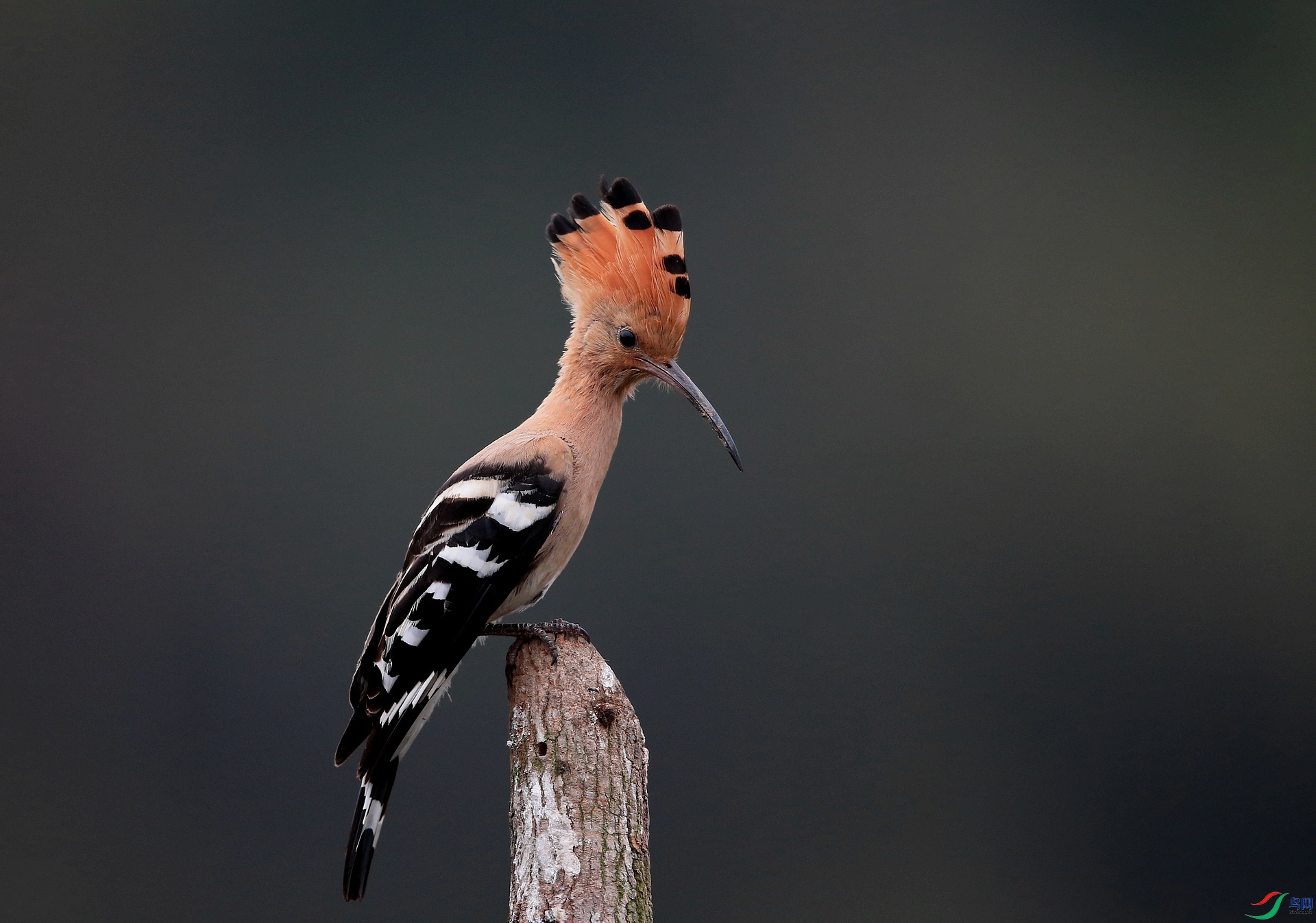 IMGL7146 - ���� (2).JPG