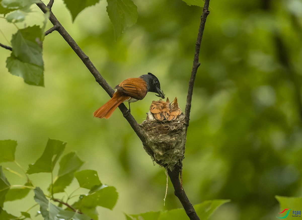 _DSC1085 - ���� (2).jpg