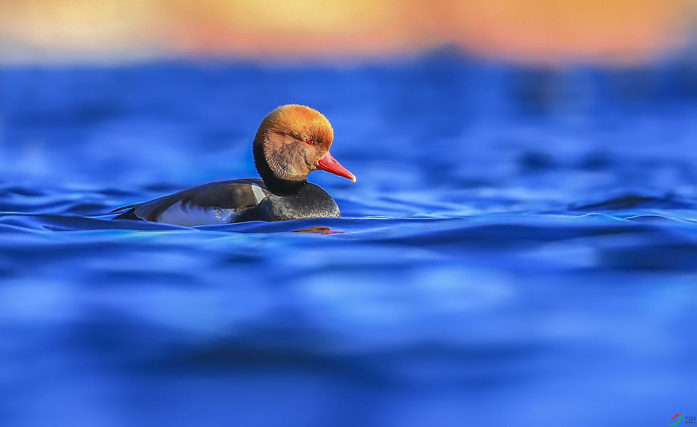 ������ (14)-.jpg