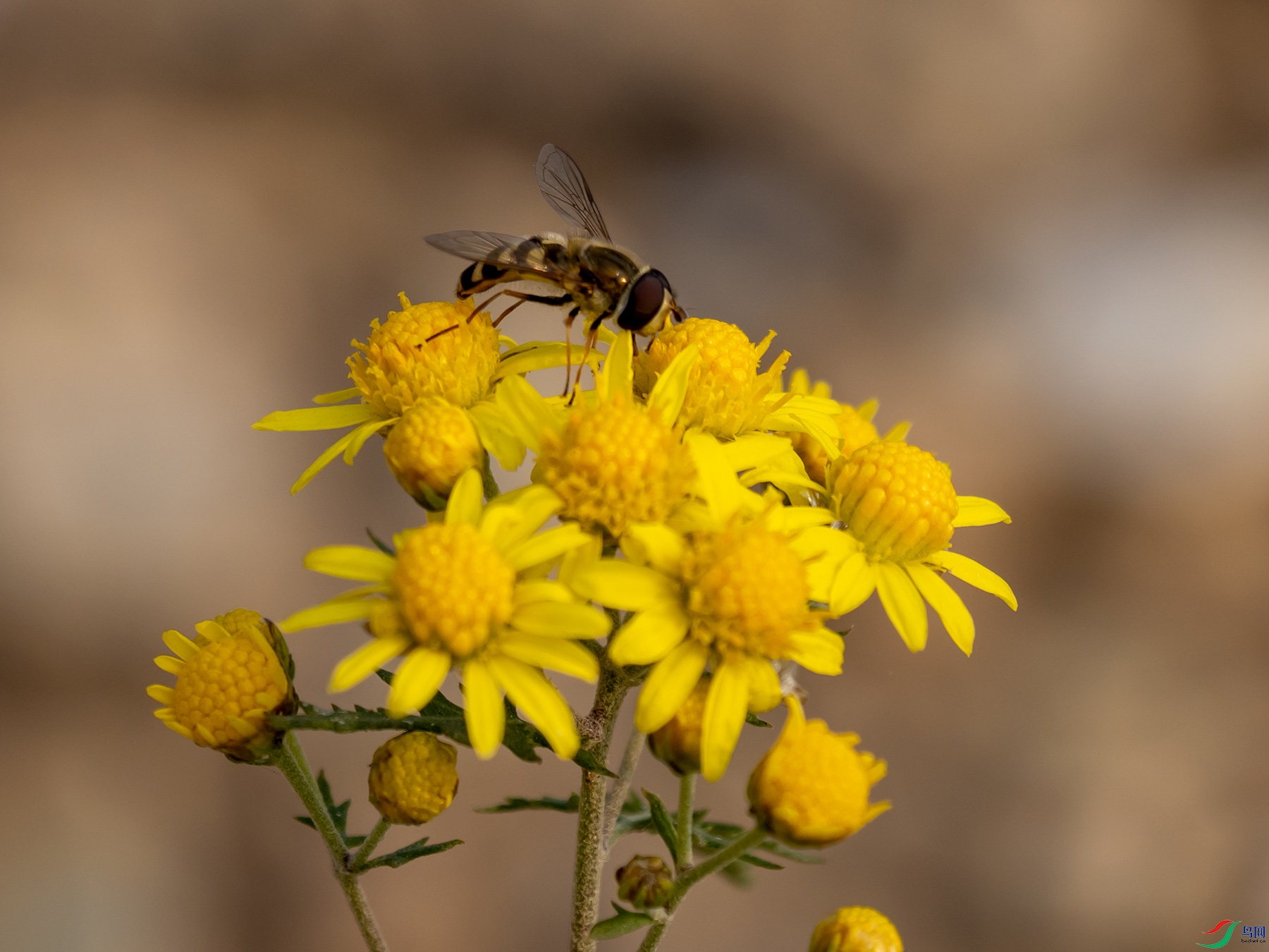 Ұ�ջ���ʳ��Ӭ