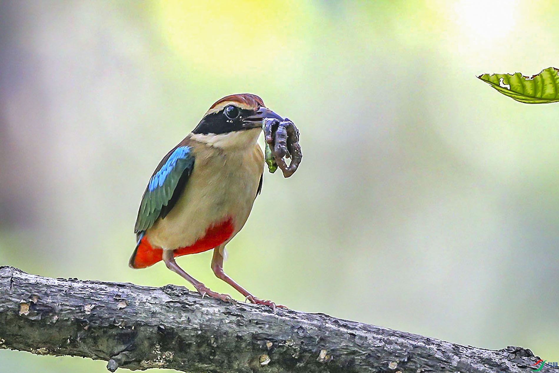 CK6K2154 - ����.JPG