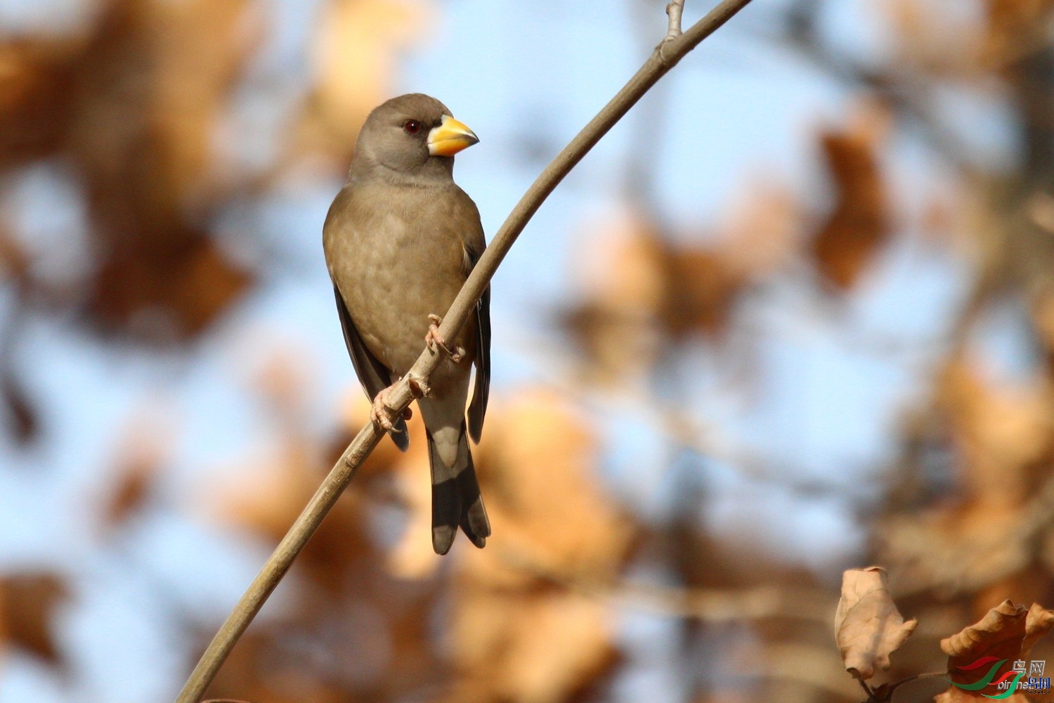 �Ϸ���-tom  ��ʦ�����ںӱ�ʡʯ��ׯ��.jpg