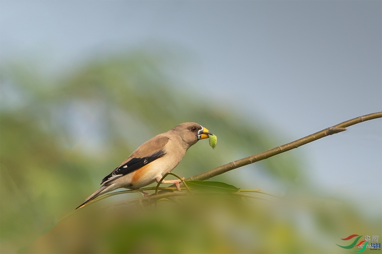 ʯͷ��  ��ʦ�����ڽ���ʡ ̩�����˻���.jpg