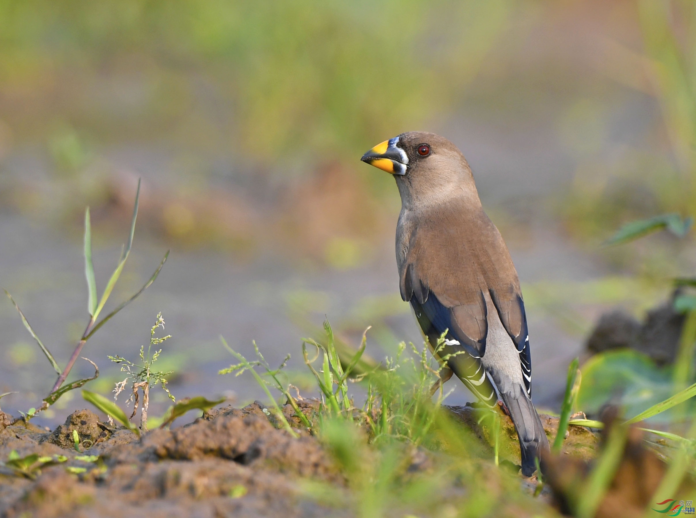 ��������  ��ʦ�������Ĵ�ʡ�ڽ���������.jpg