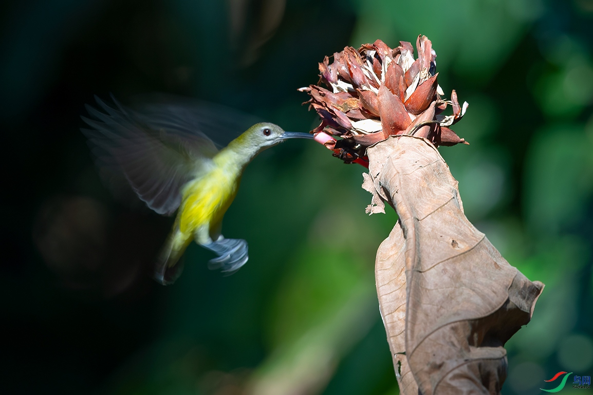 DSC_6884_DxOa.jpg