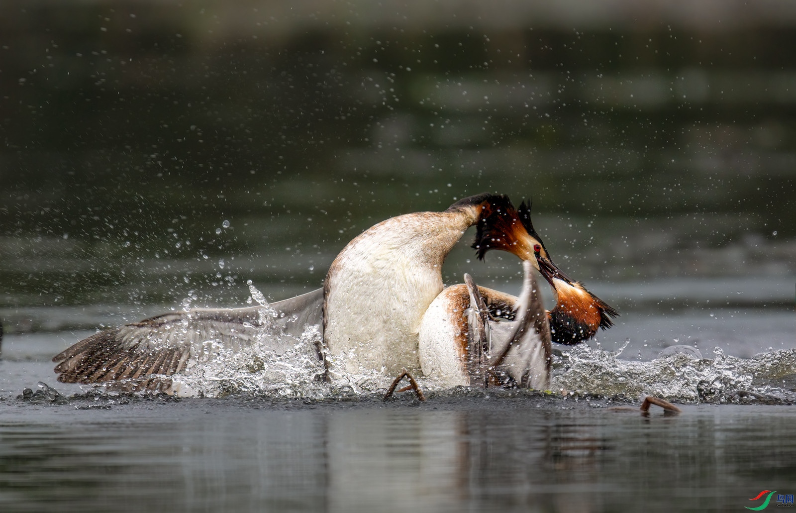 DSC_5726-����ǿ ����_����.jpg