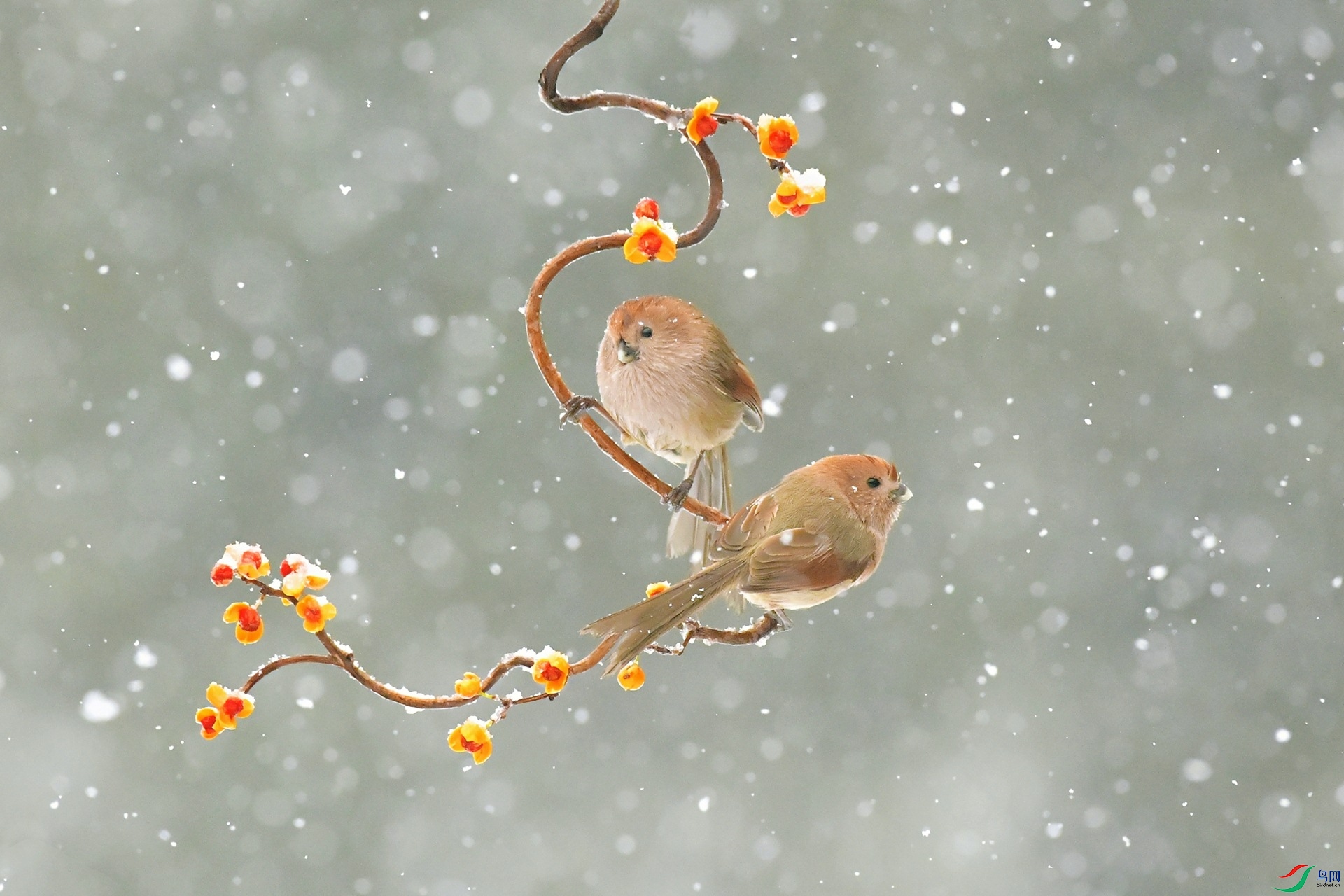 ������ѩ