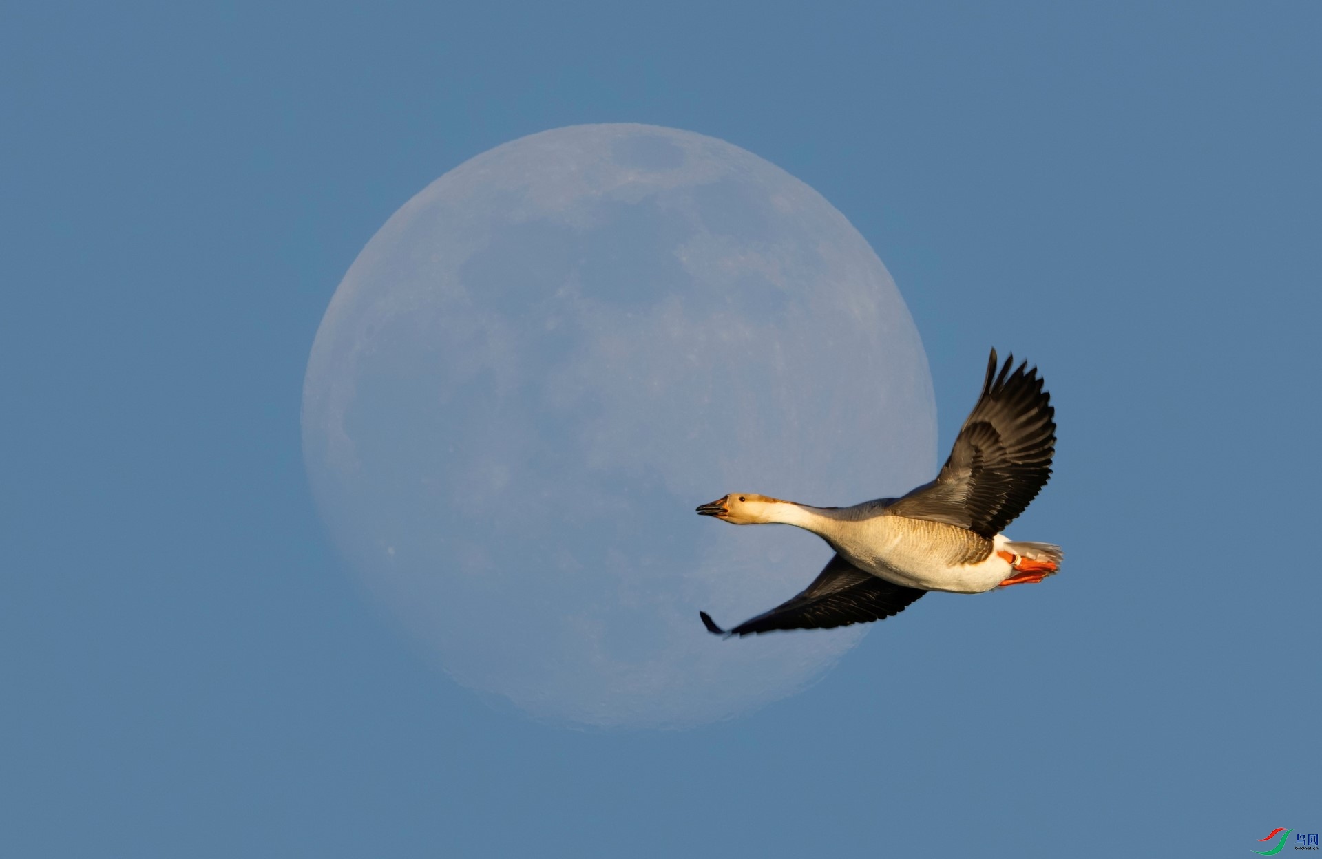 DSC01306-denoise-denoise (1)-mask-composite.jpg