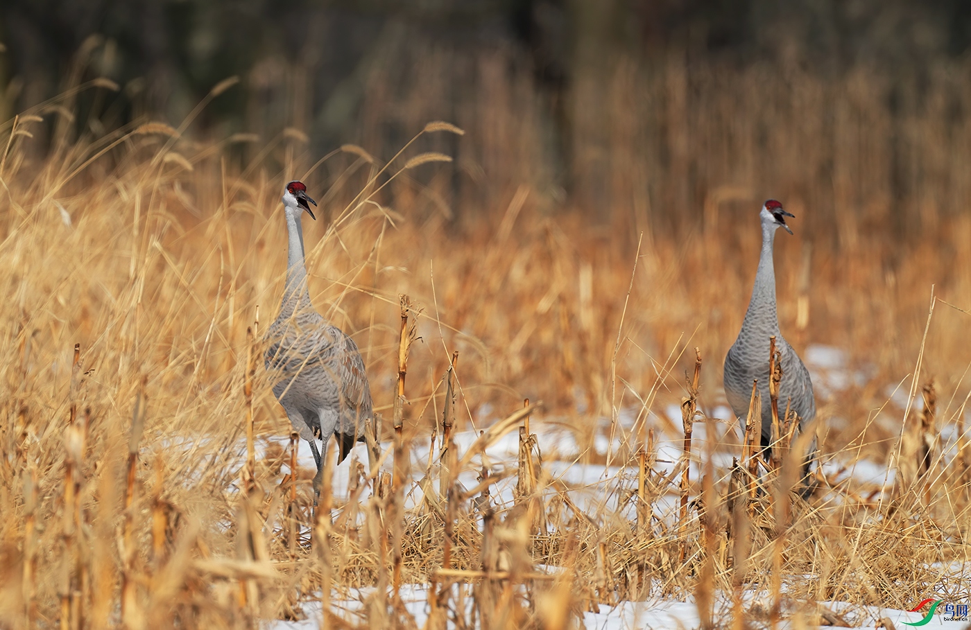 DSD00448----.jpg