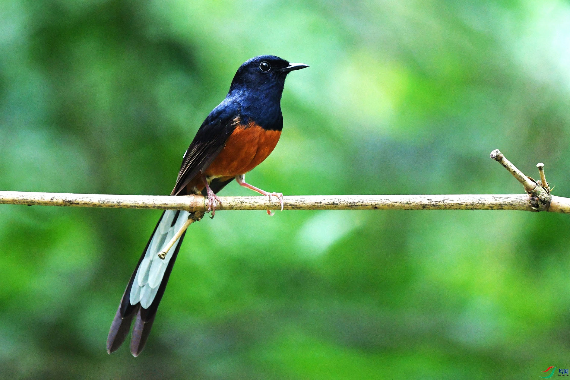 NIKON D5001058_����.jpg