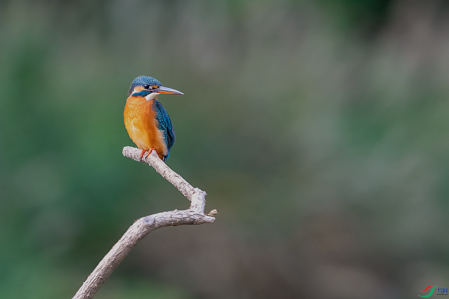 DSC_7691-2.jpg
