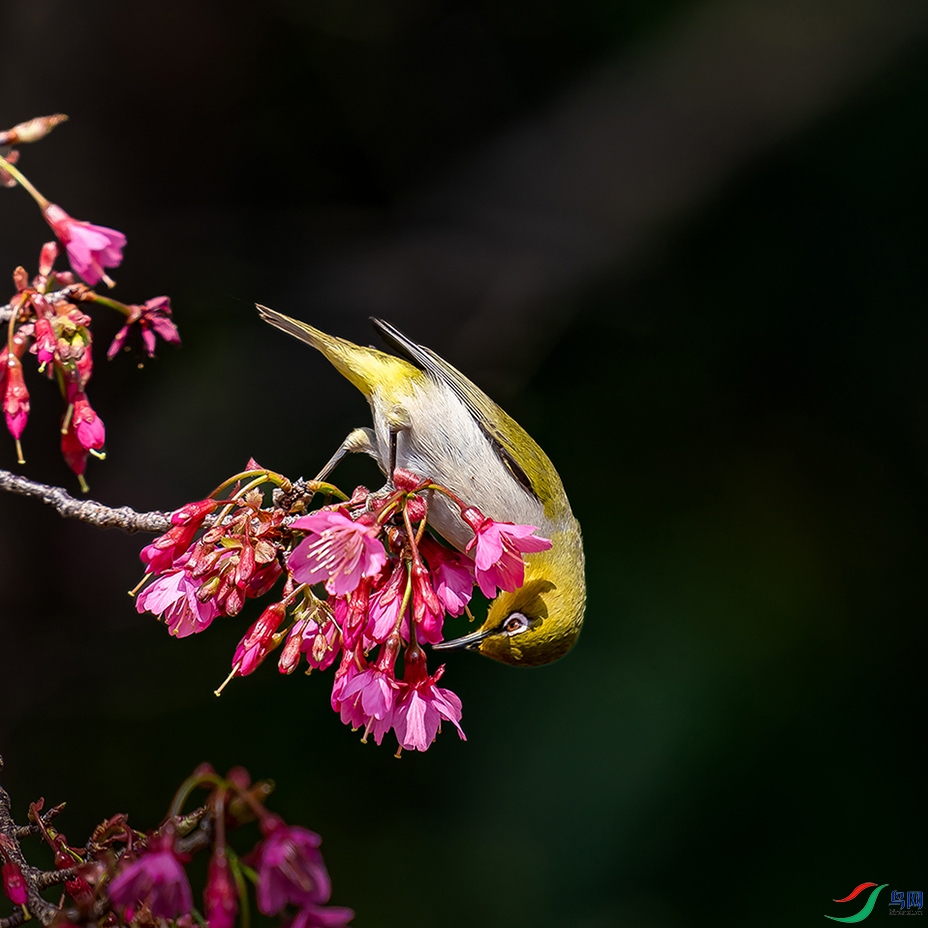 DSC08294 ����.jpg