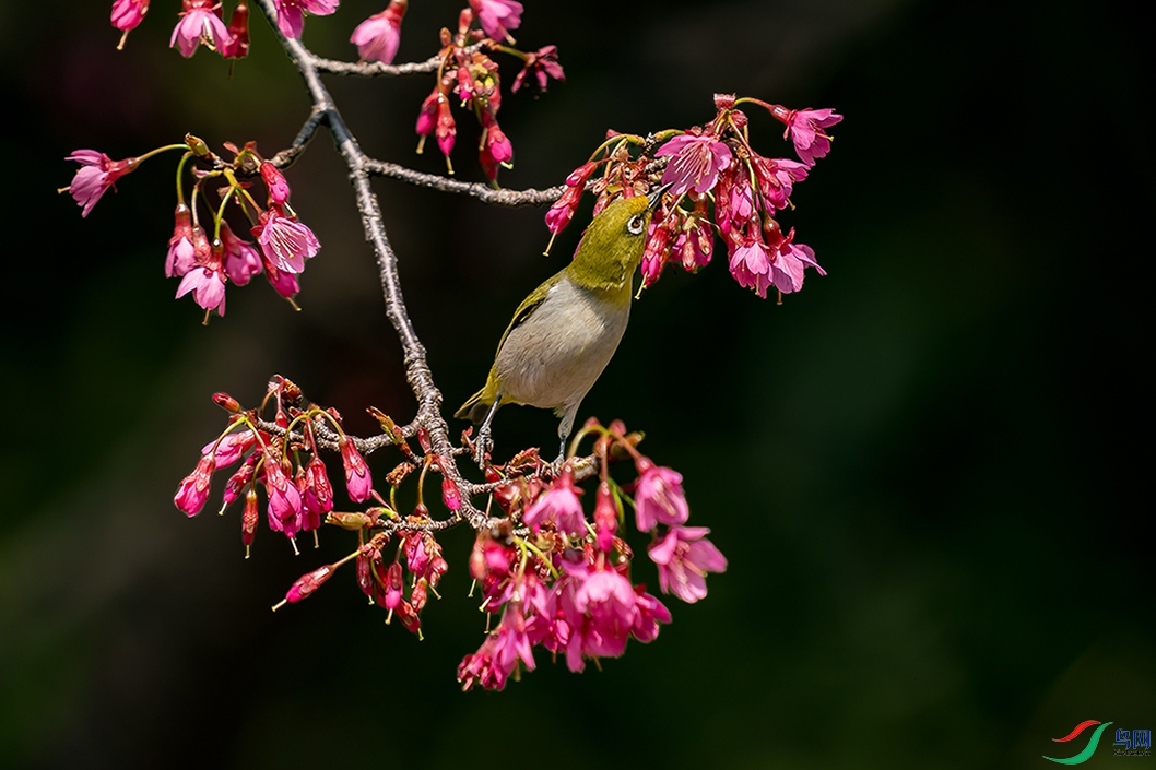 DSC08255 ����.jpg