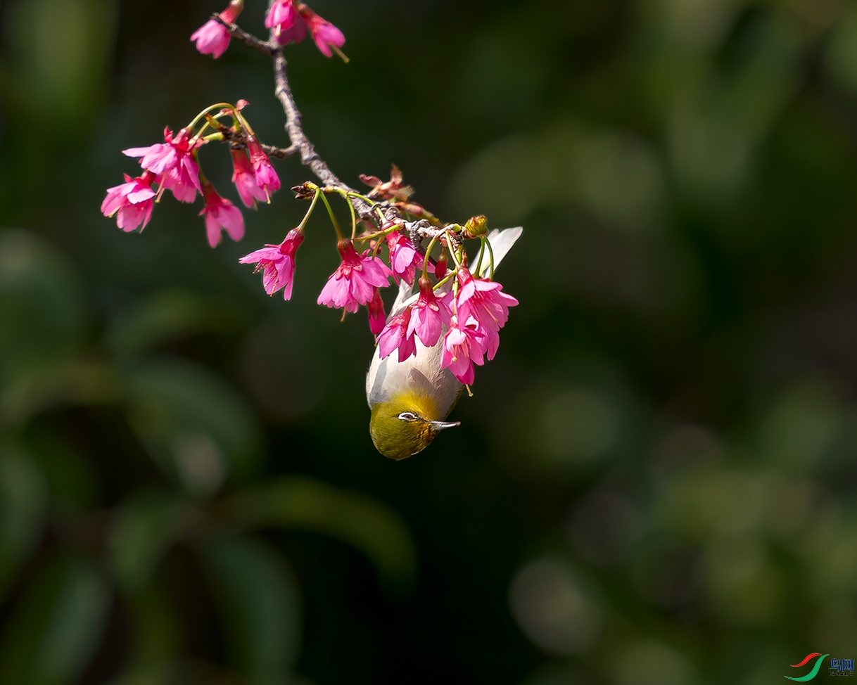 DSC08895 ����.jpg